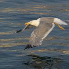 Möwe-in-der-Abendsonne