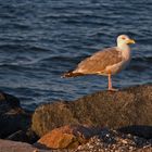 Möwe in der Abendsonne