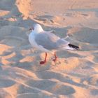 Möwe in der Abendstimmung