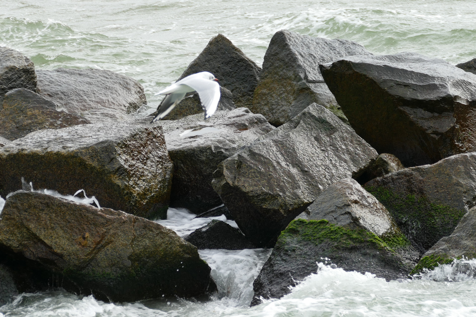 Möwe in der Brandung