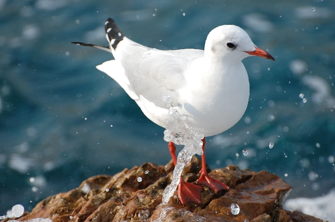 Möwe in der Brandung