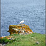 Möwe in der Bretagne