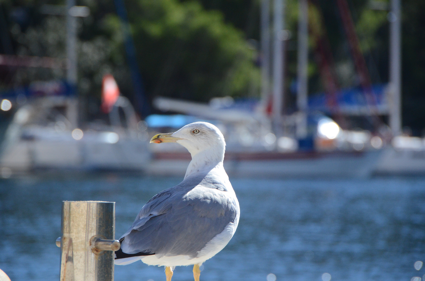 Möwe in der Bucht