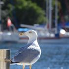 Möwe in der Bucht