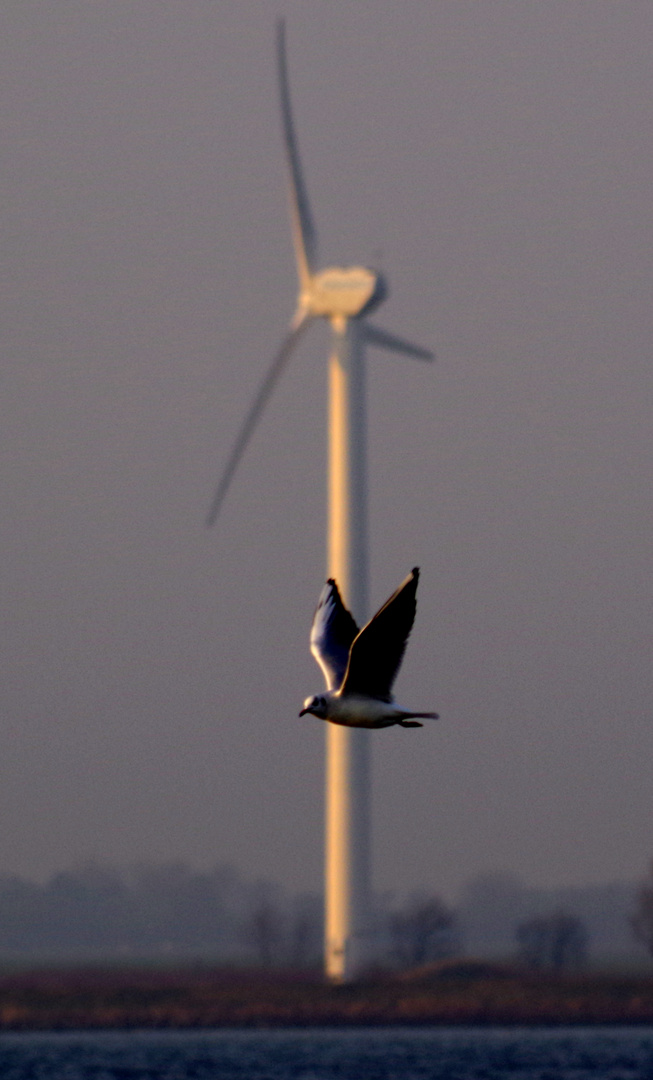 Möwe in der frühen Dämmerung