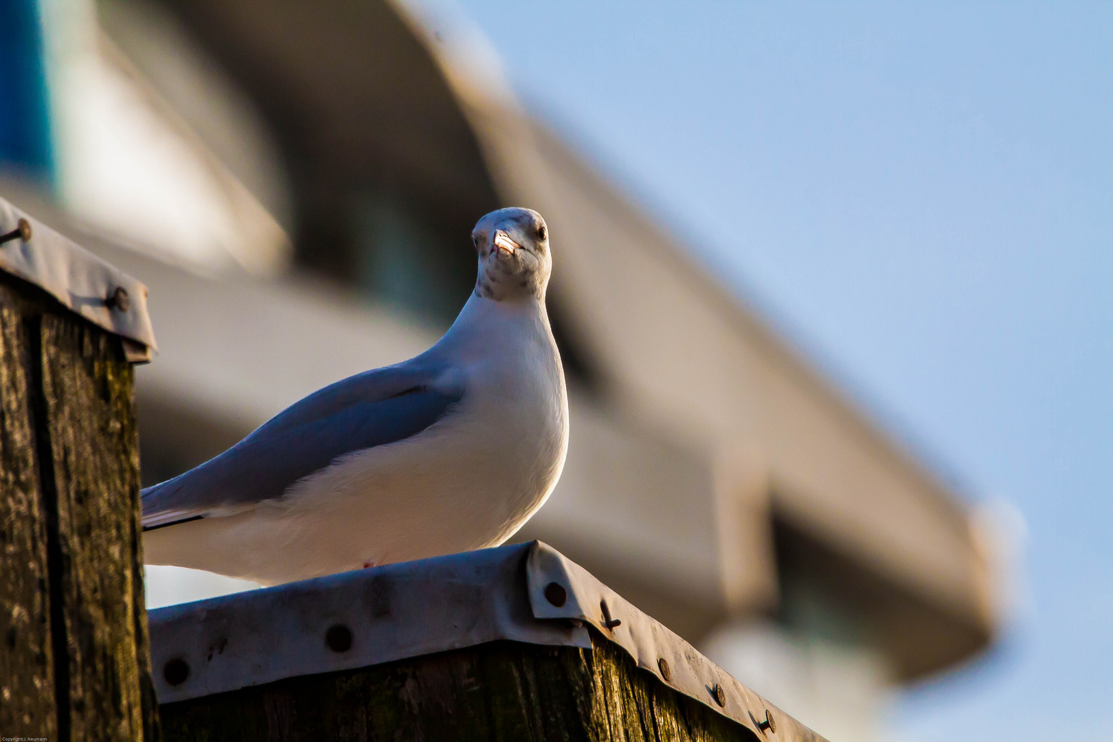 Möwe in der Hafencity Hamburg