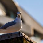 Möwe in der Hafencity Hamburg