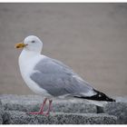 Möwe in der Hauptsaison - alle 2 Min. ein Bild :)