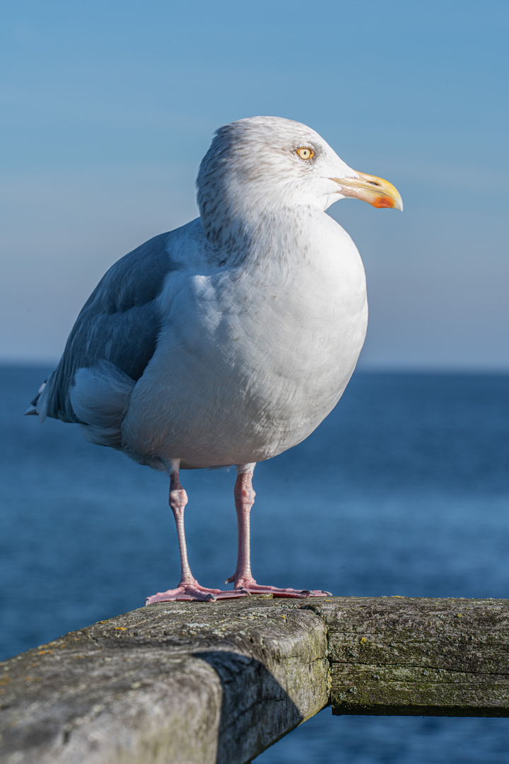 Möwe in der Lübecker Bucht