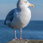 Möwe in der Lübecker Bucht