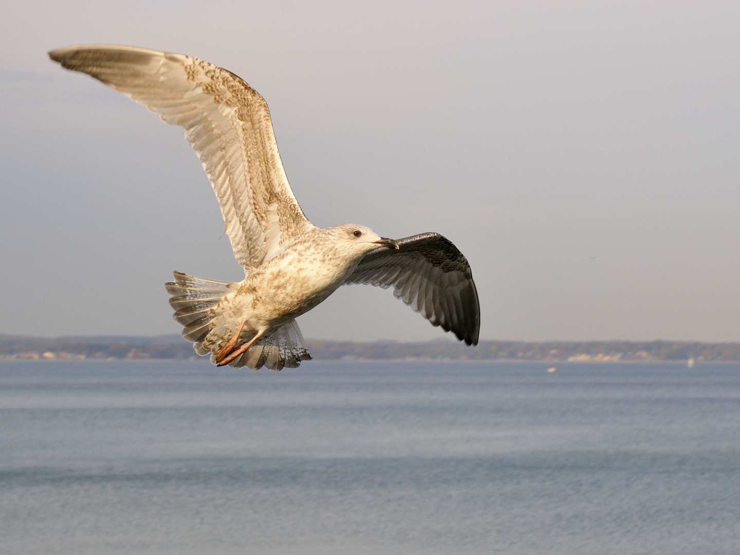 Möwe in der Lübecker Bucht (Timmendorfer Strand)