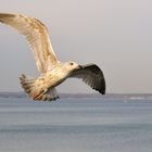 Möwe in der Lübecker Bucht (Timmendorfer Strand)