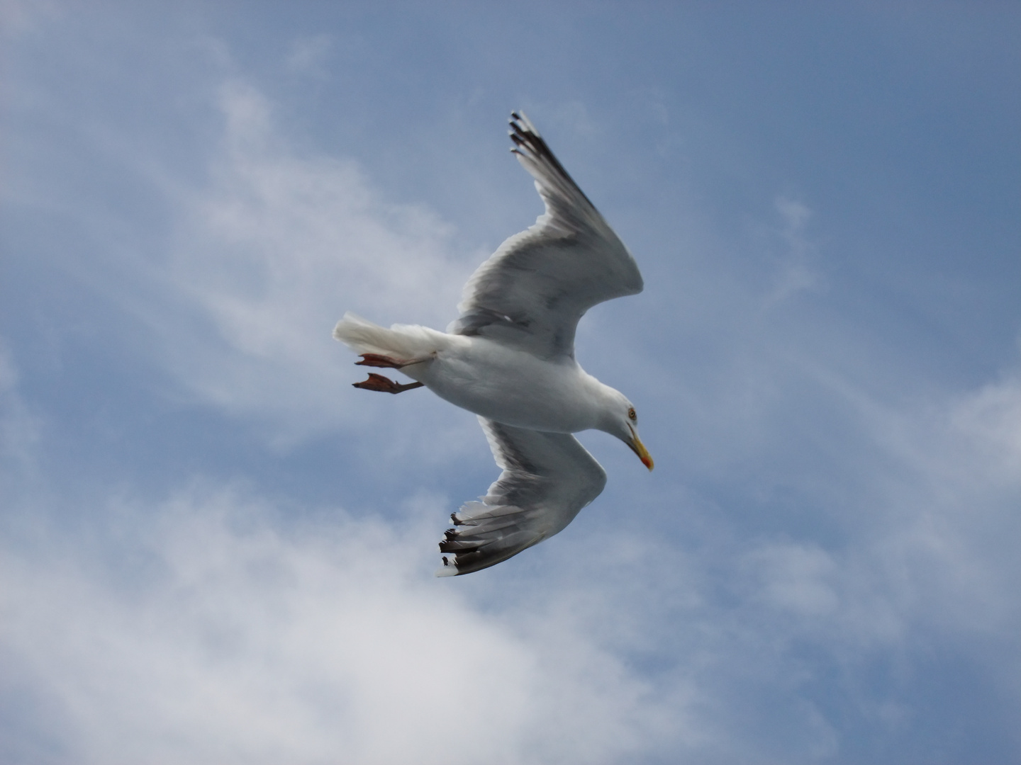 Möwe in der Luft