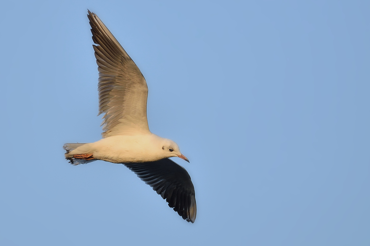 Möwe in der Morgensonne