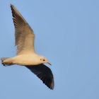 Möwe in der Morgensonne