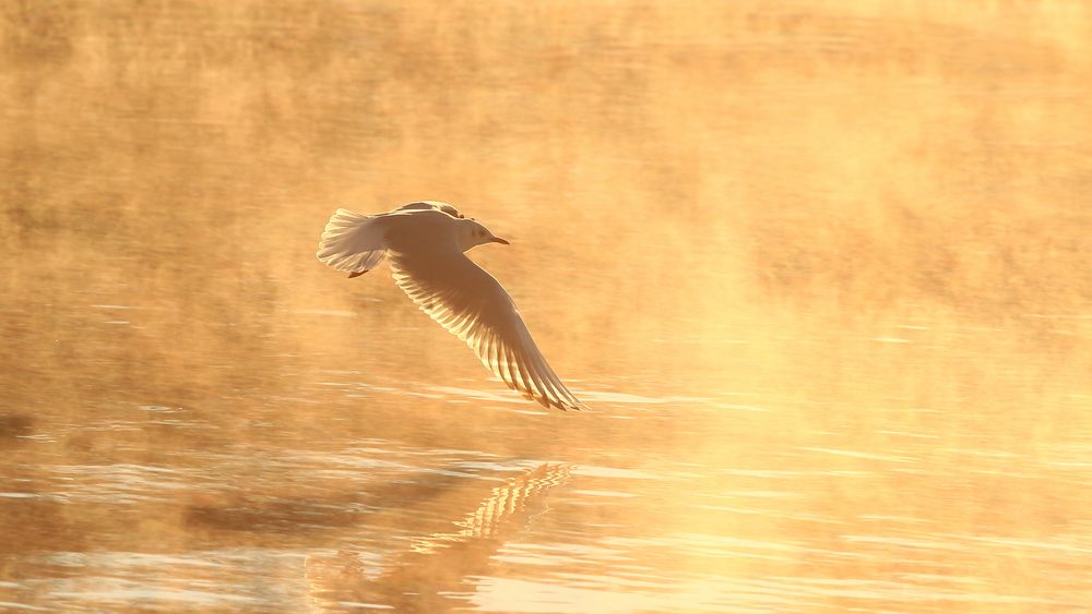 Möwe in der Morgensonne am Wörthersee/Klagenfurt/Kärnten