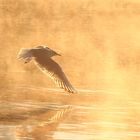 Möwe in der Morgensonne am Wörthersee/Klagenfurt/Kärnten