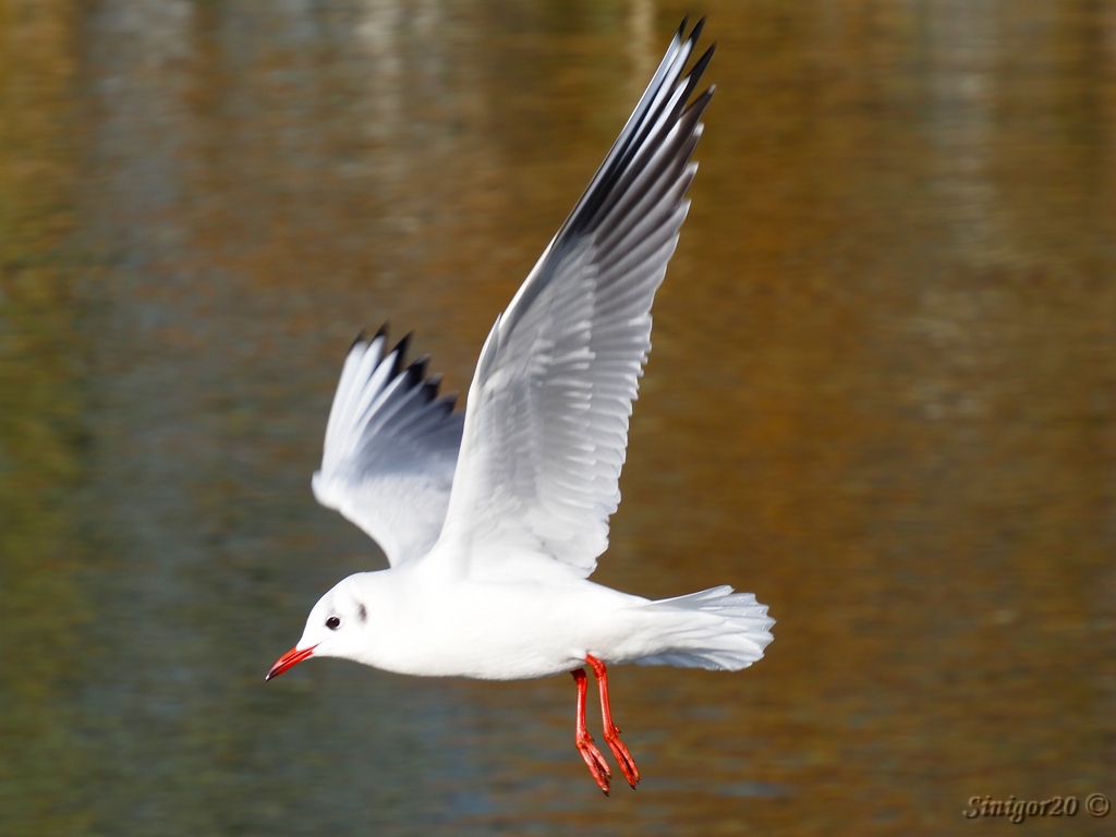 Möwe in der Nähe