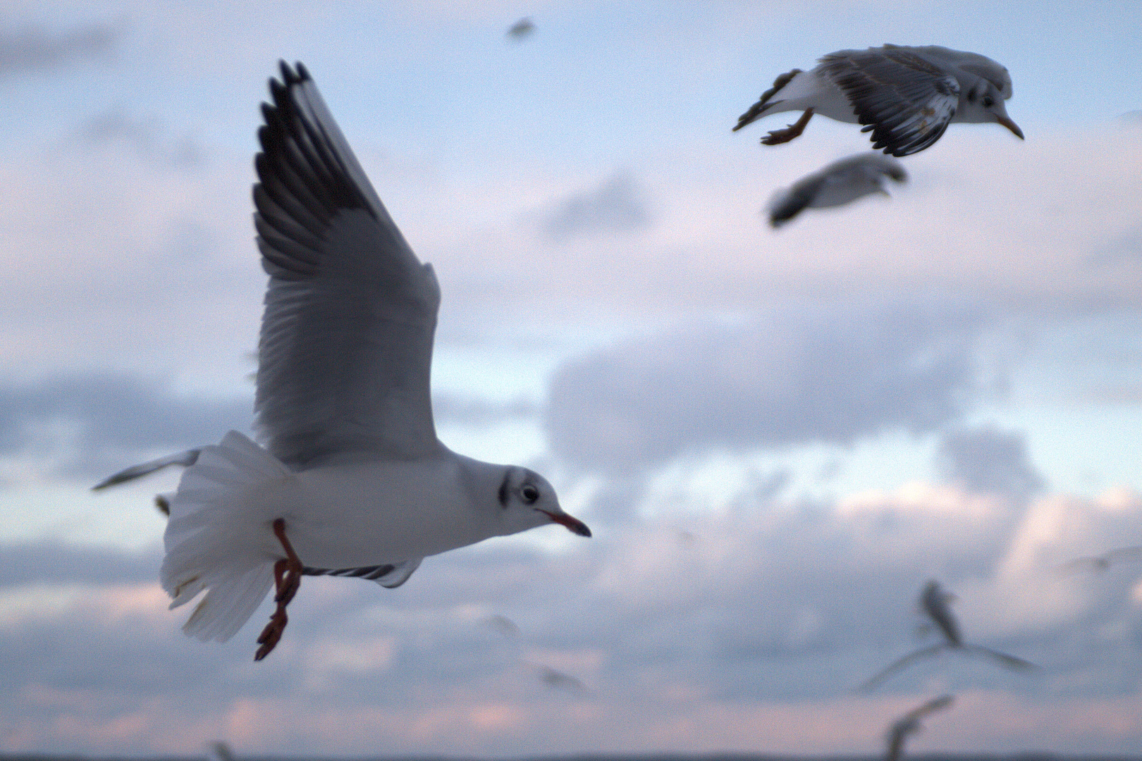 Möwe in der Ostseebrise