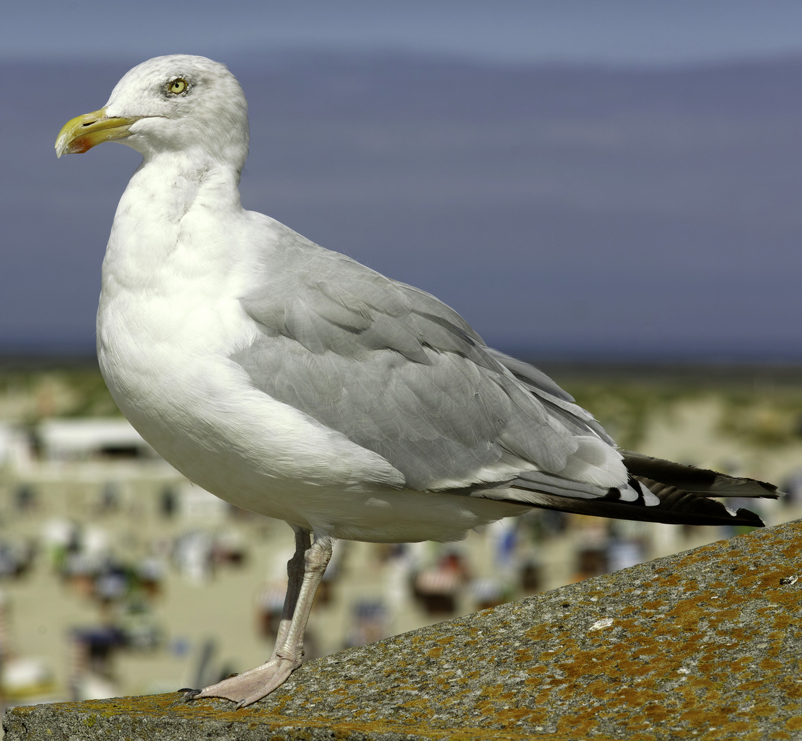 Möwe in der Sonne