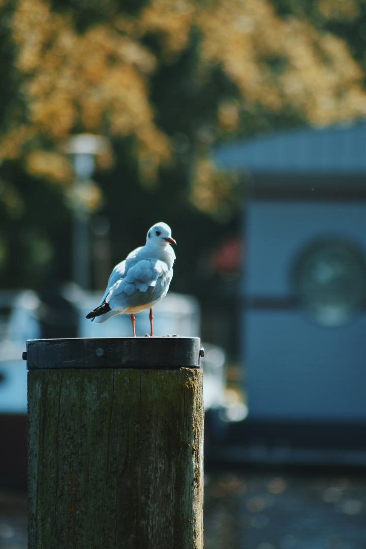 Möwe in der Stadt :D