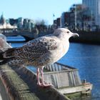 Möwe in Dublin