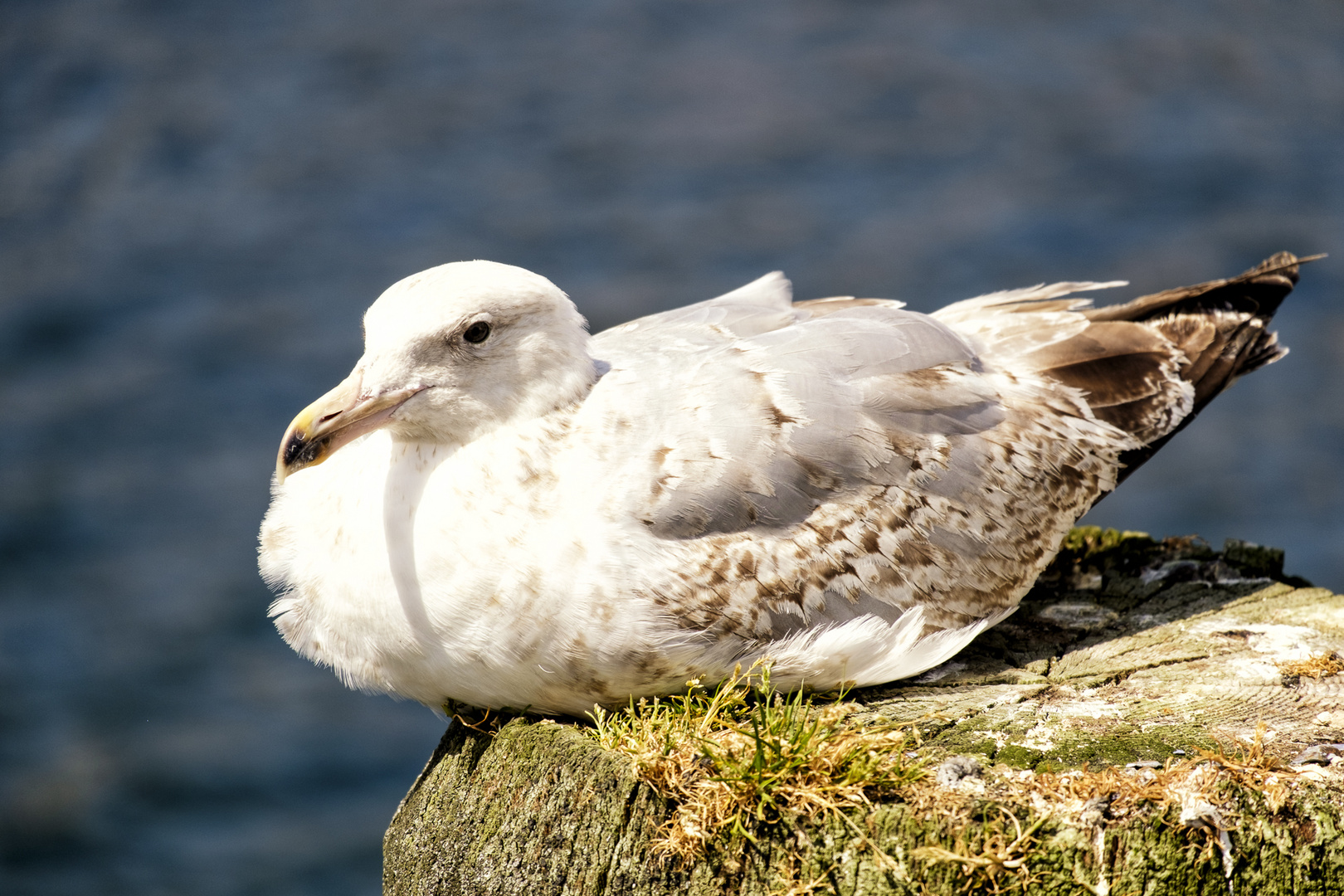 Möwe in Eckernförde