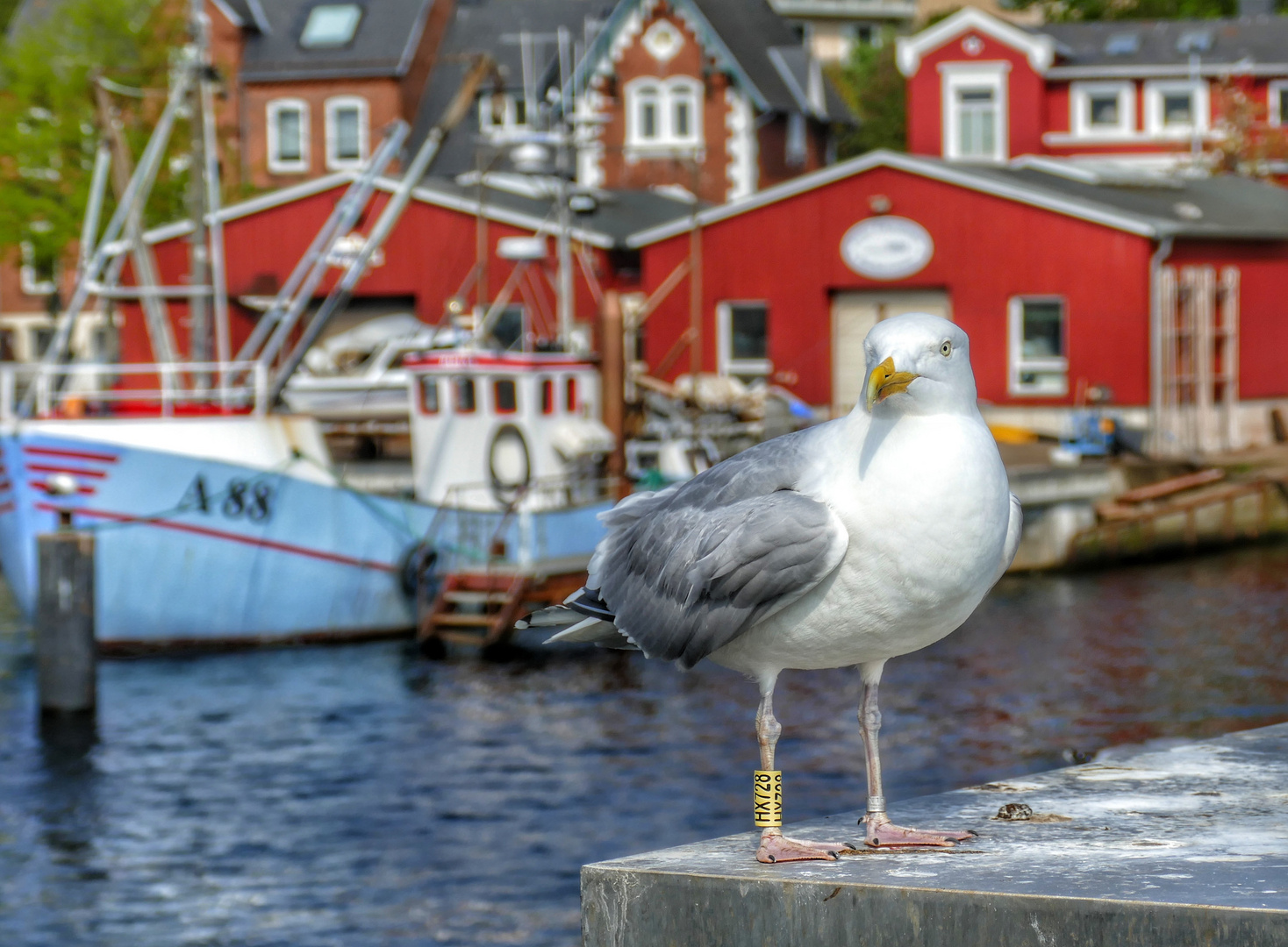 Möwe in Eckernförde