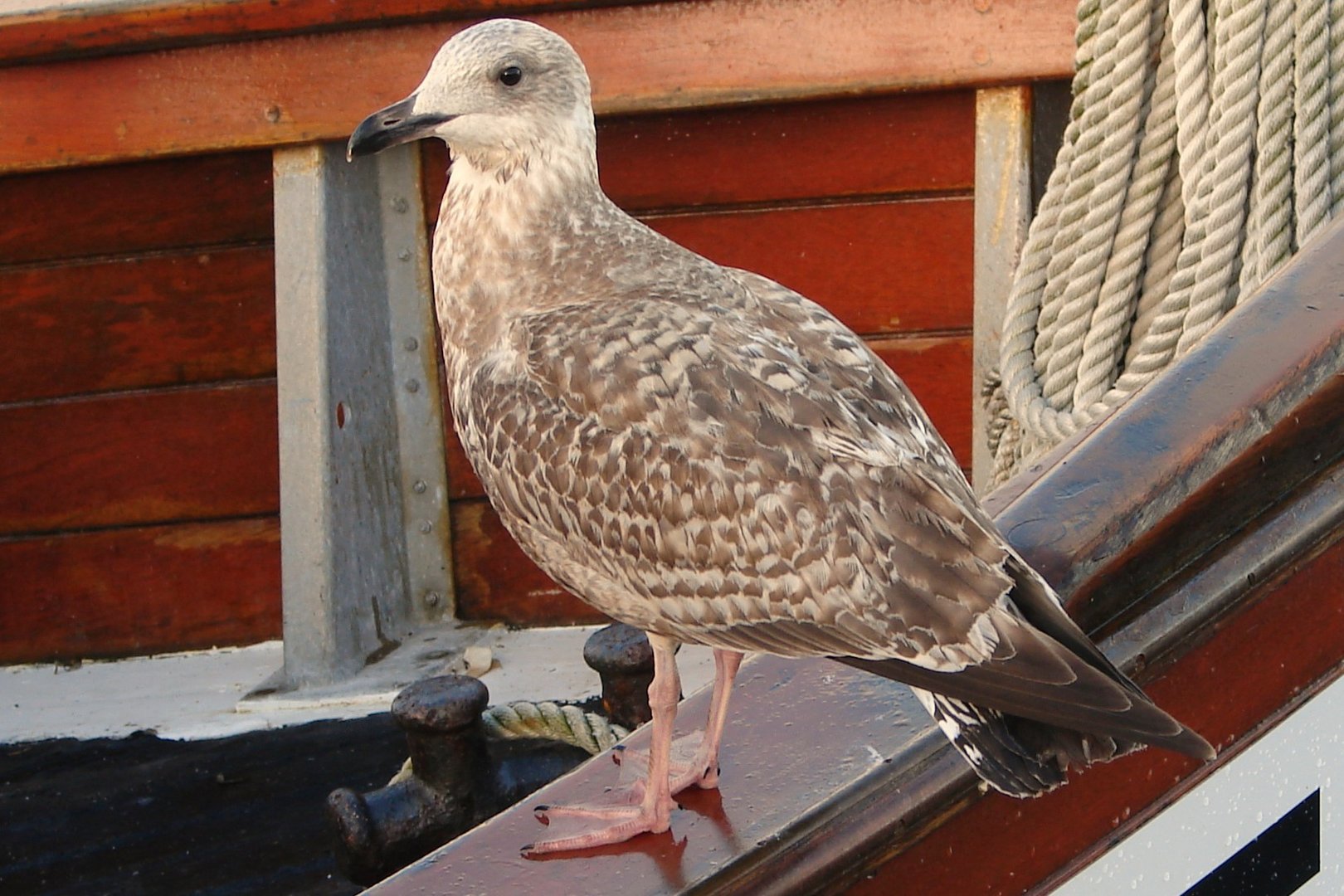 Möwe in Eckernförde