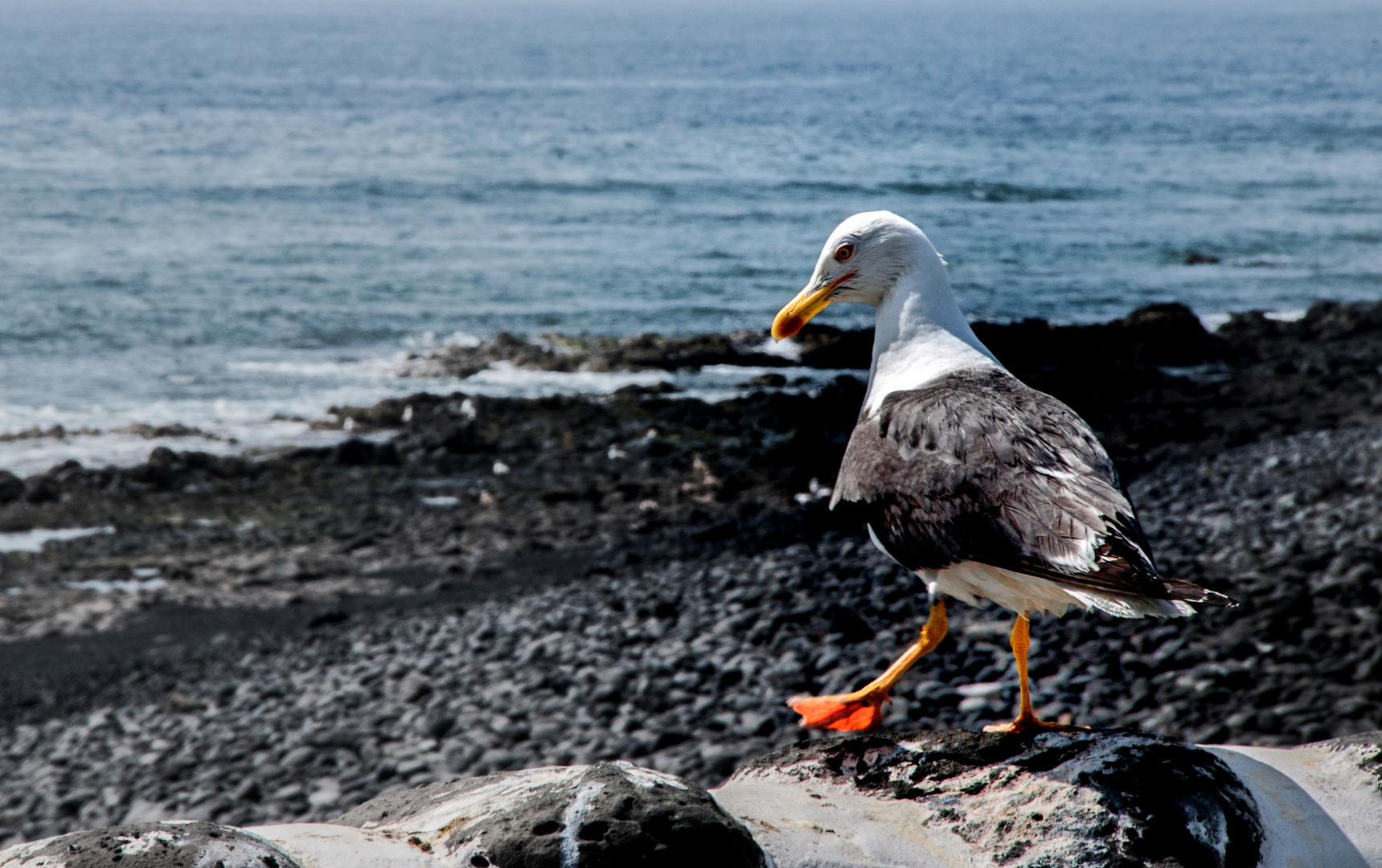 Möwe in El Golfo