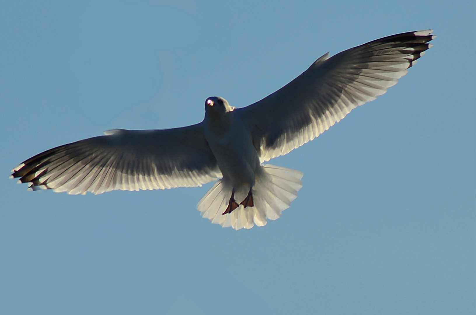 Möwe in Flug