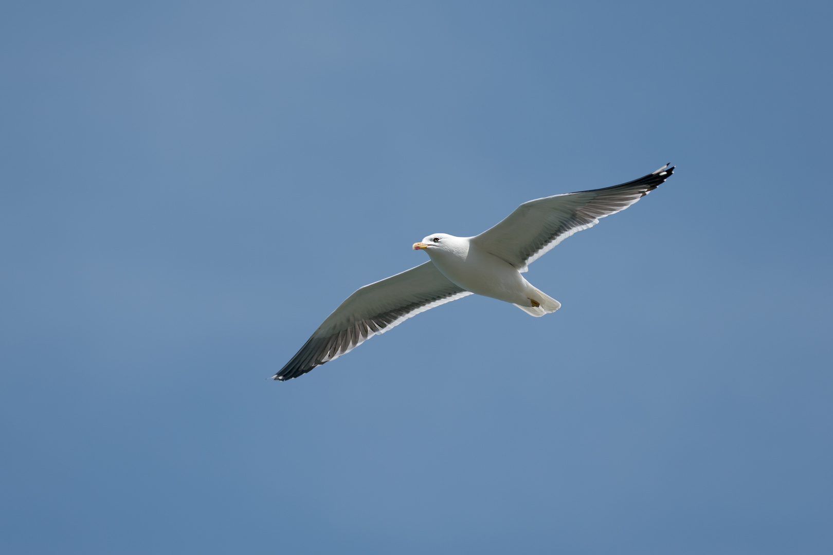 Möwe in Flug