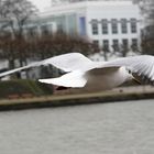 Möwe in Frankfurt