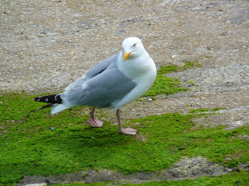 Möwe in Frankreich