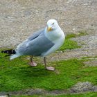 Möwe in Frankreich