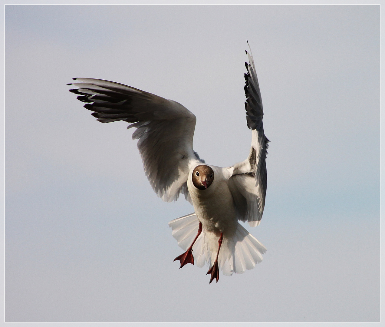 --Möwe in Friesland--