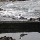 Möwe in Fuerteventura