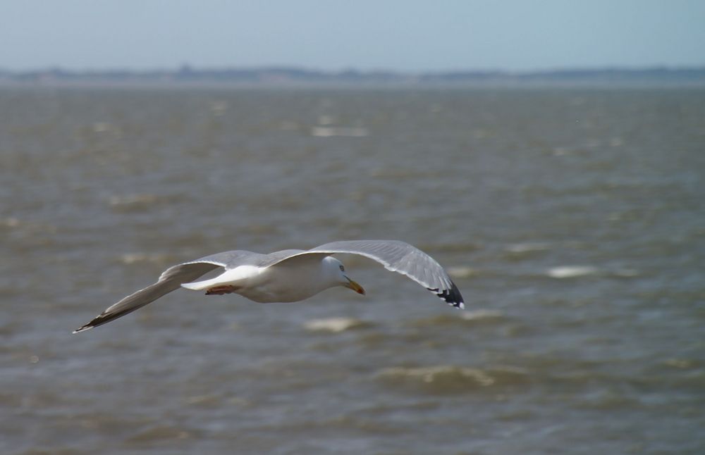 möwe in gleitflug