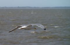 möwe in gleitflug