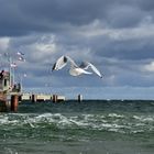 Möwe in Göhren, Rügen