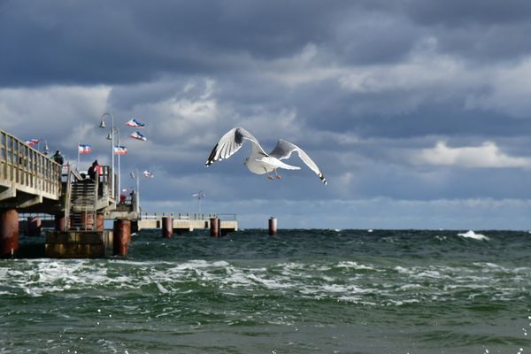 Möwe in Göhren, Rügen