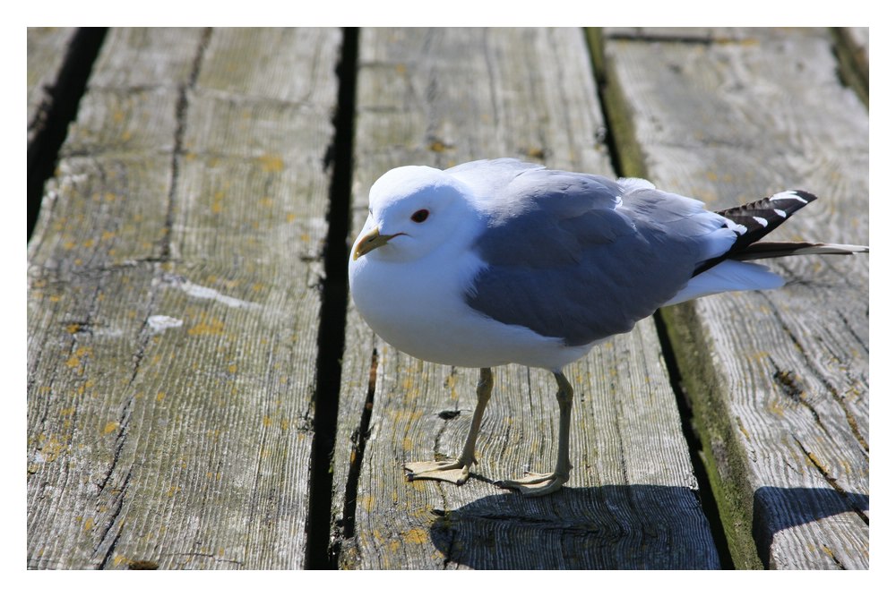 Möwe in Göteborg