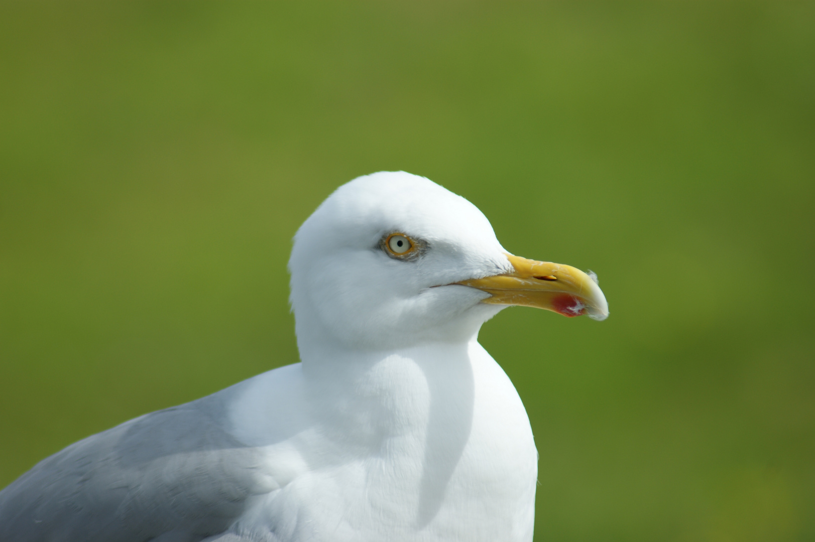 Möwe in Greetsiel