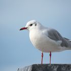 Möwe in Groß