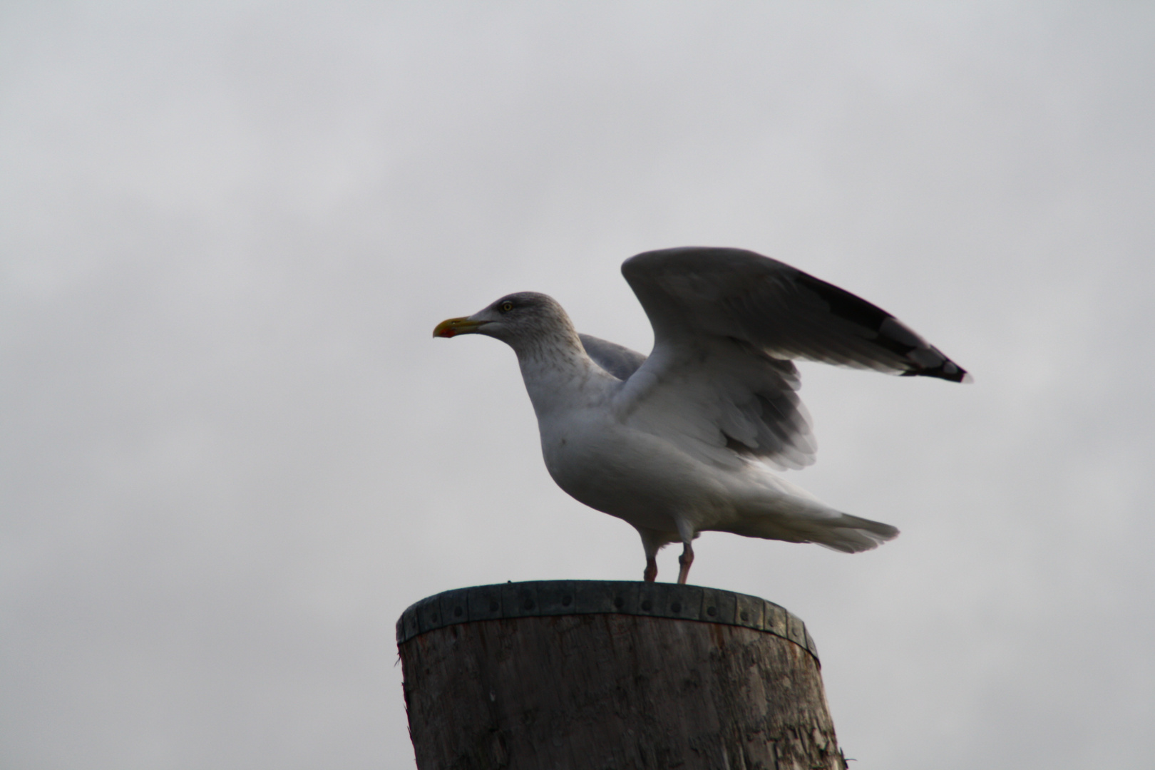 Möwe in Hamburg