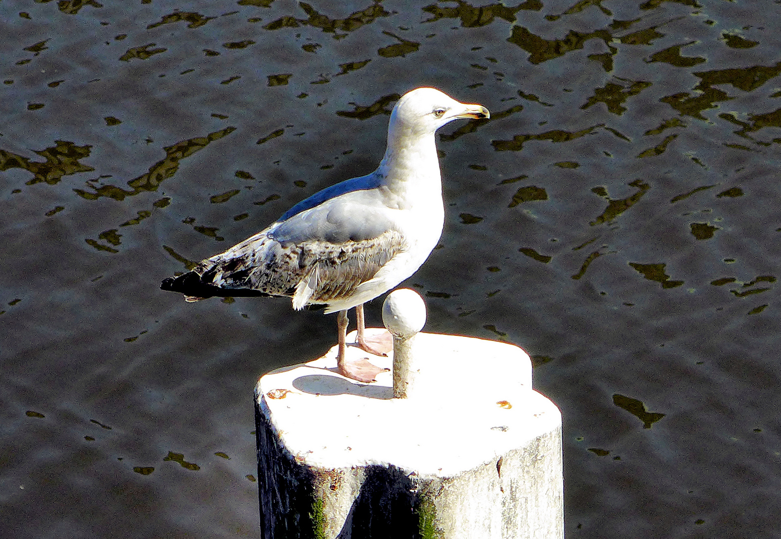 Möwe in Hamburg