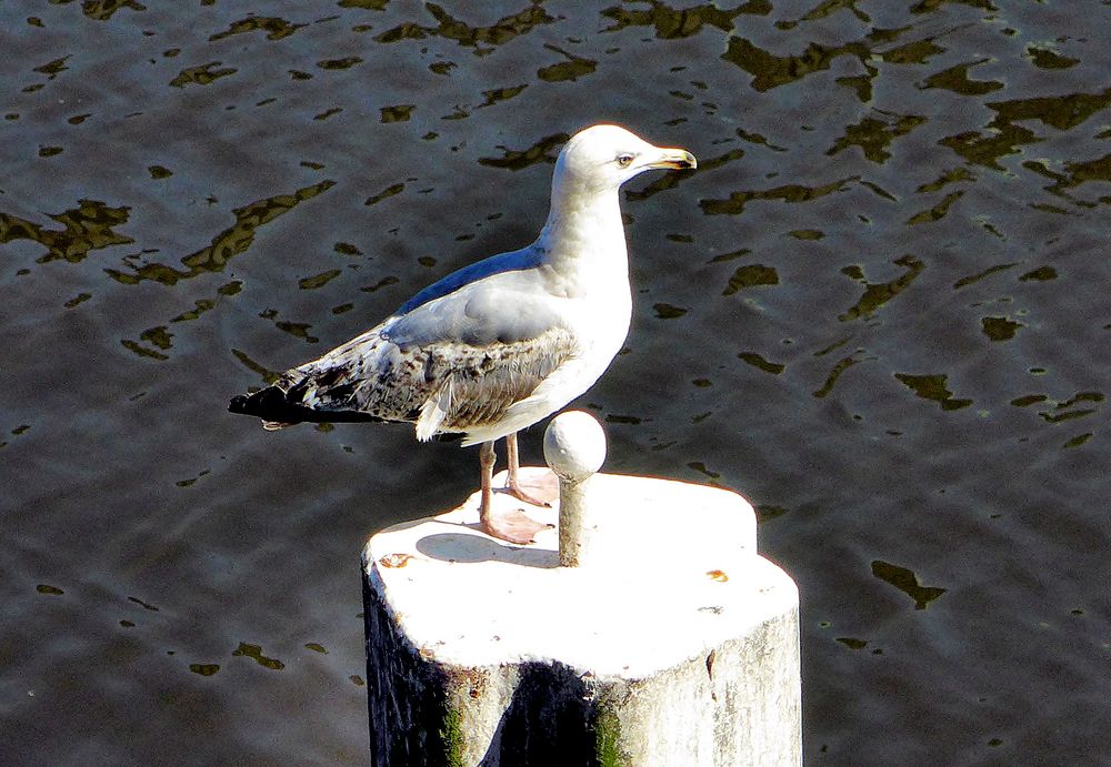 Möwe in Hamburg