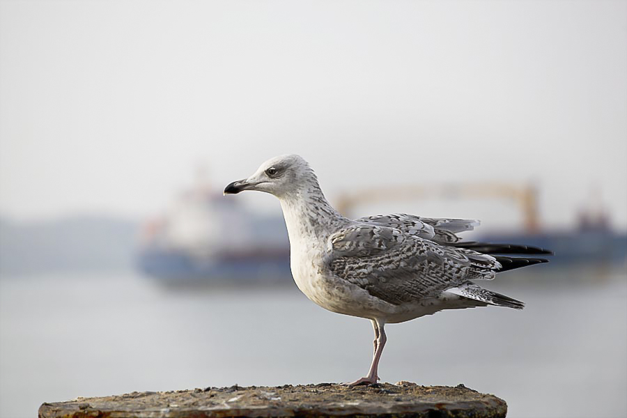 Möwe in Heikendorf