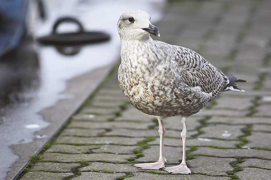 Möwe in Heikendorf