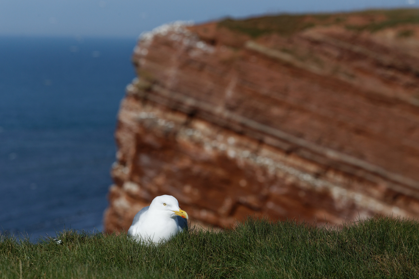 Möwe in Helgoland